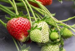 食品安全檢測儀該不該買，靠譜嗎？